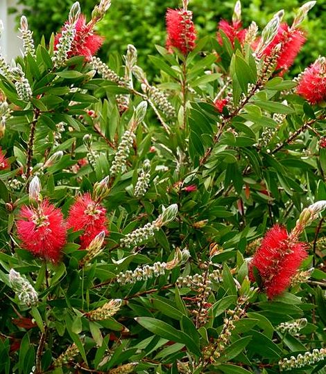 Callistemon Laevis 30cm kmeň
